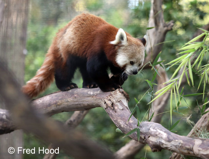 red panda