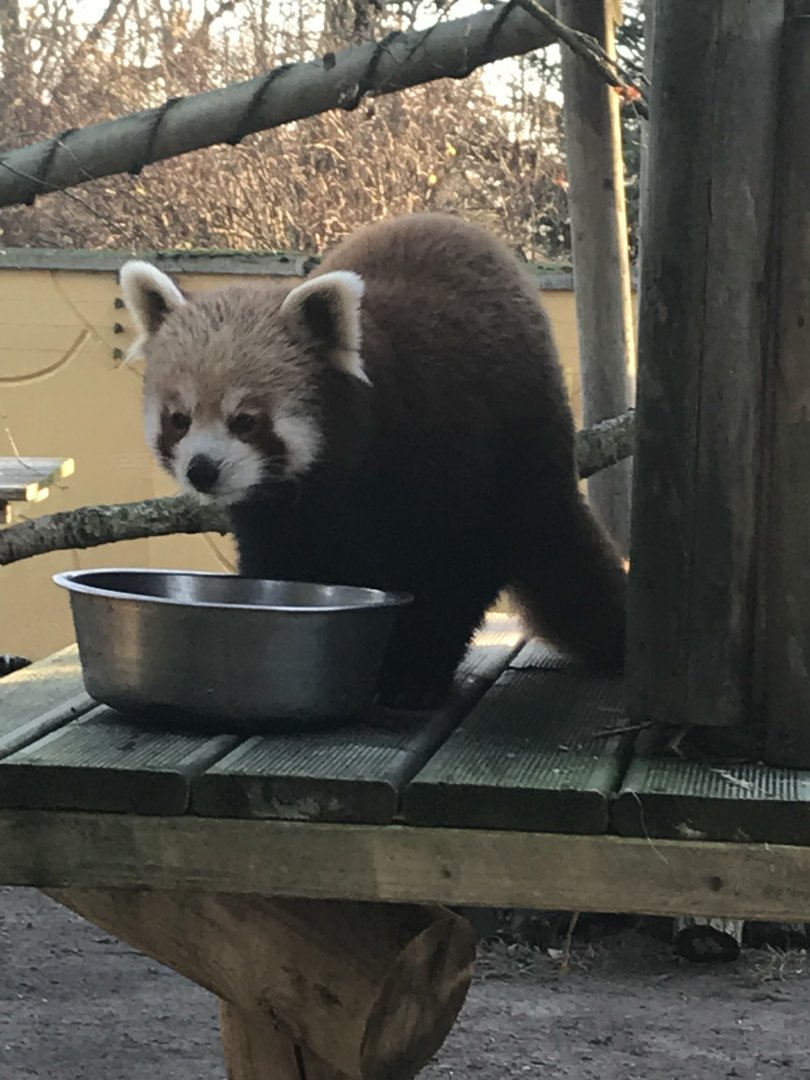 Red Panda