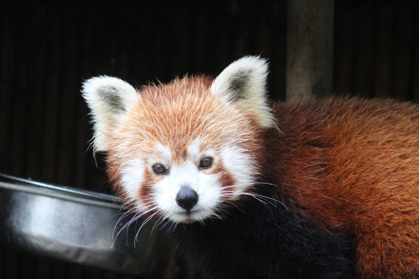 Red Panda