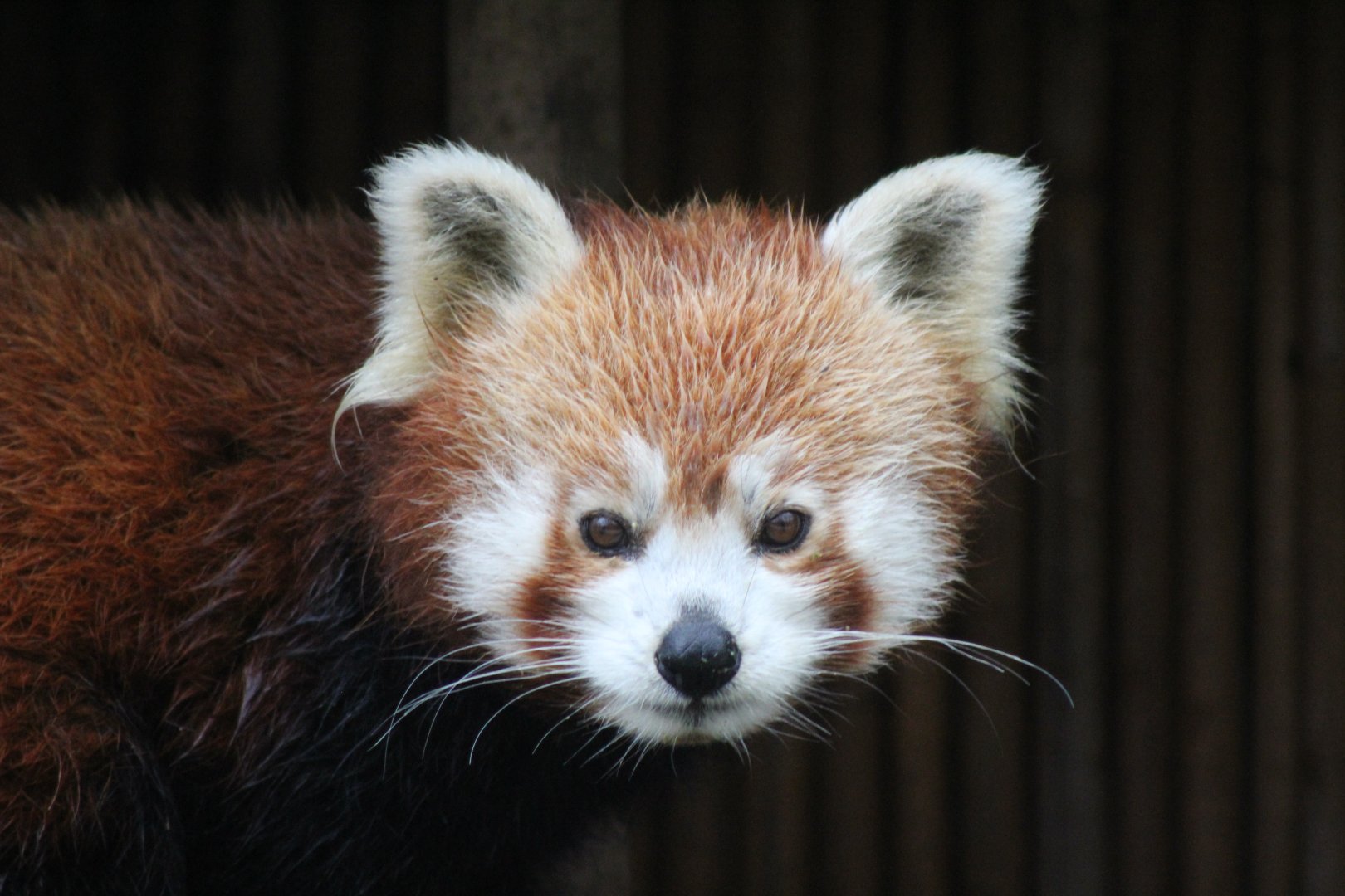 Red Panda