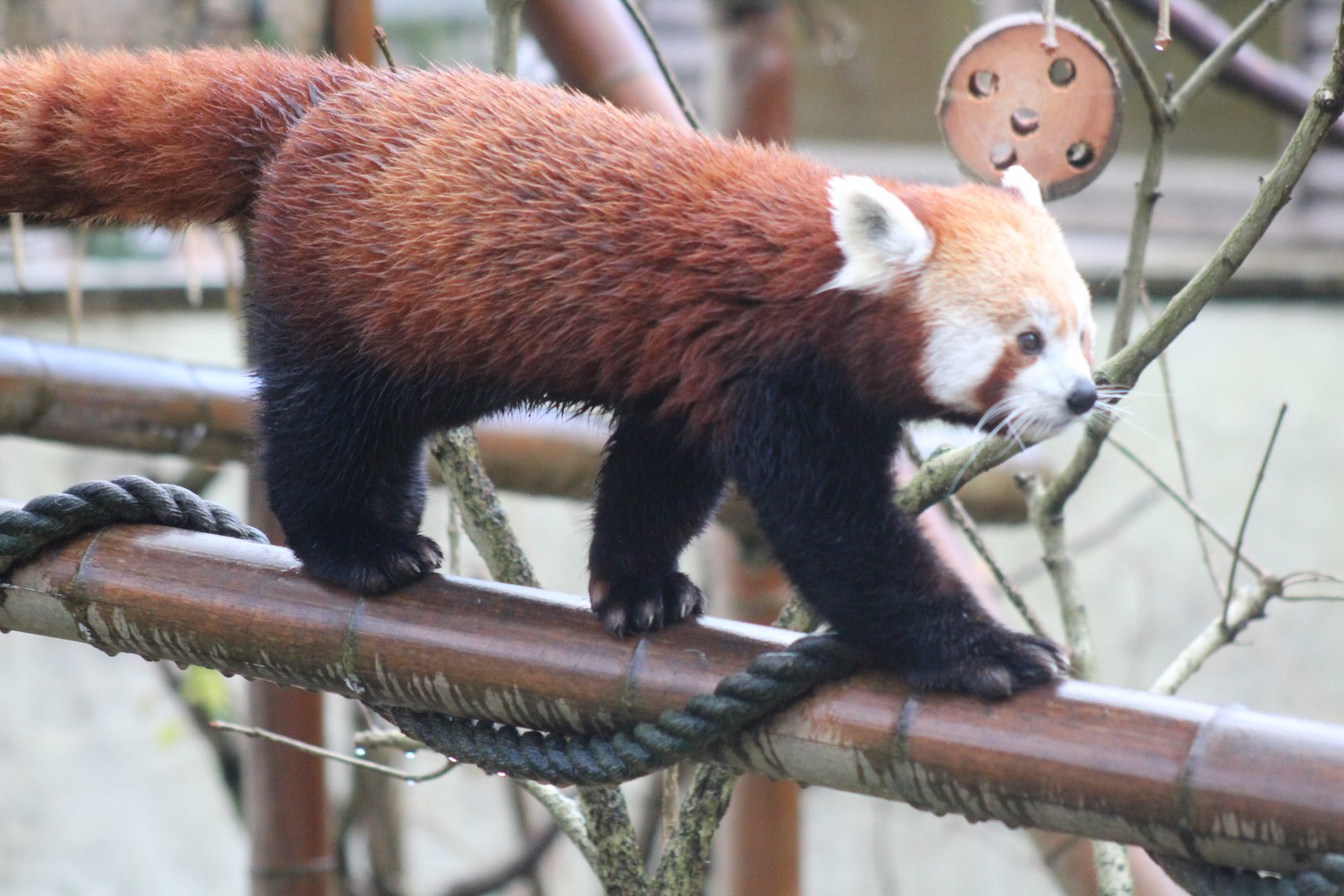 Red Panda