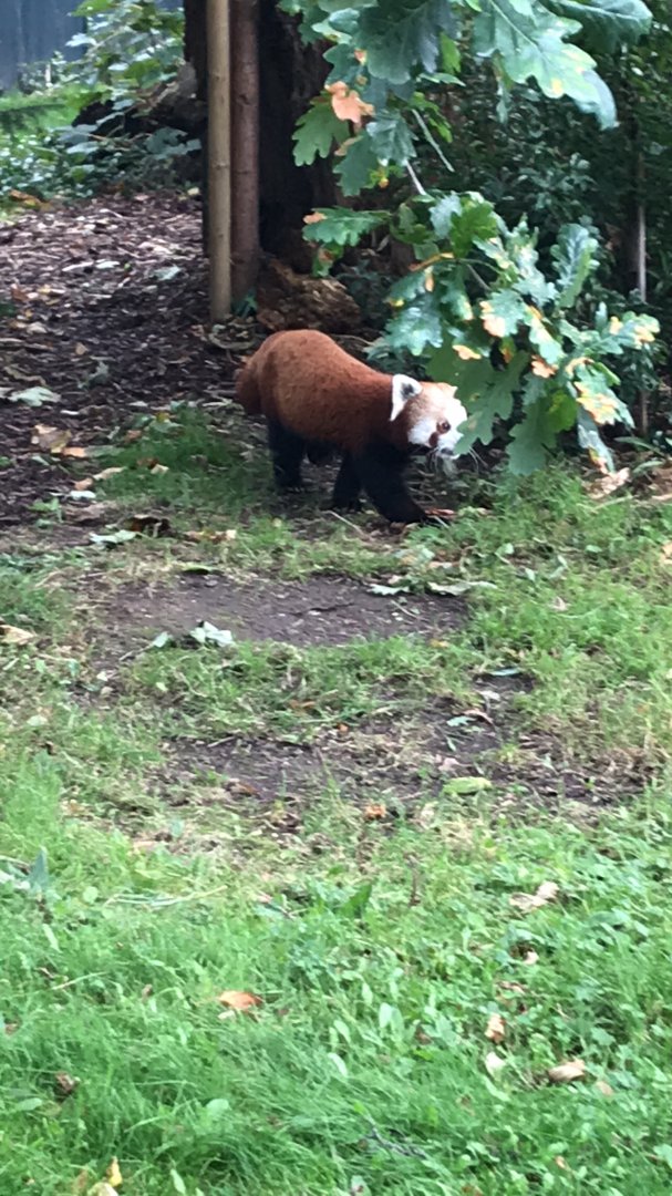 Red Panda