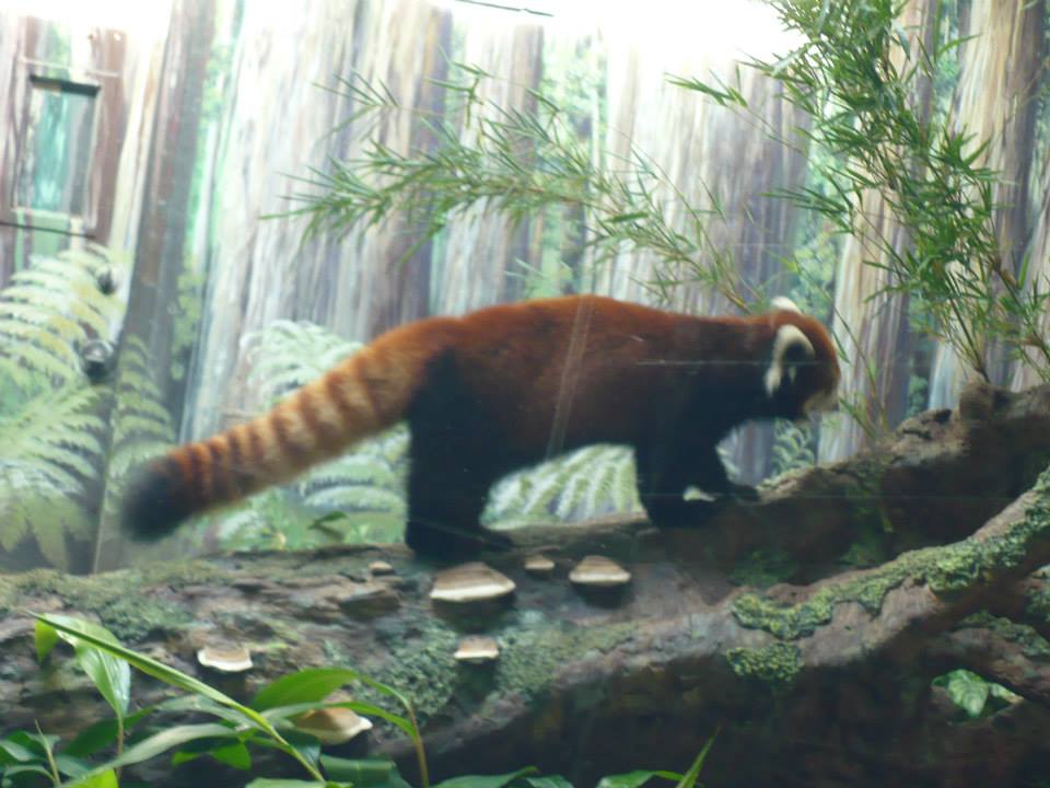 Red panda