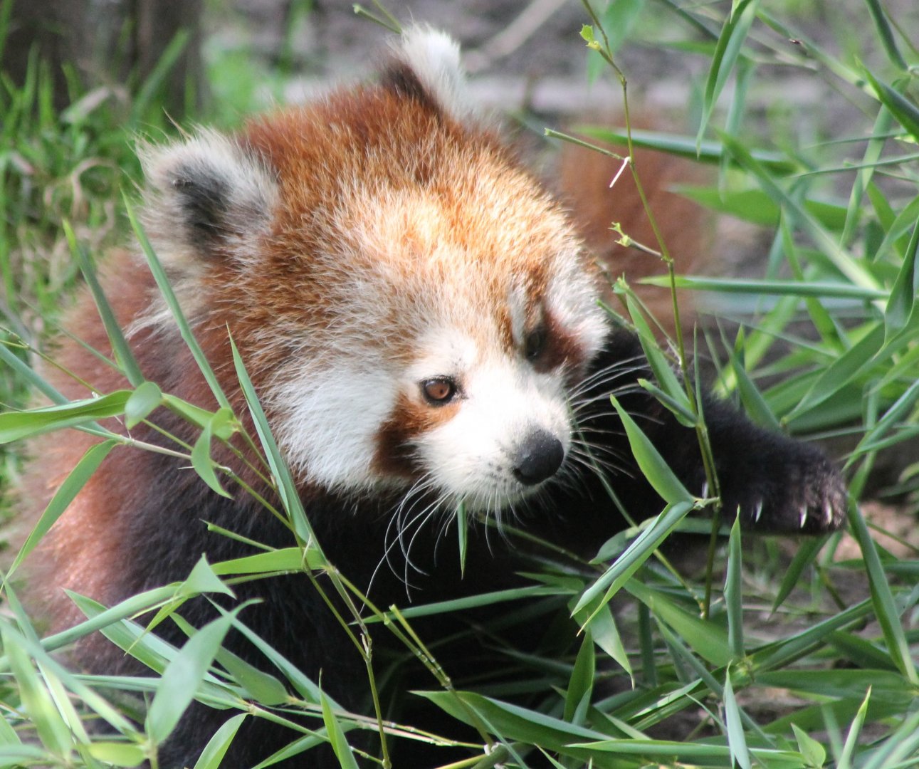 Red panda