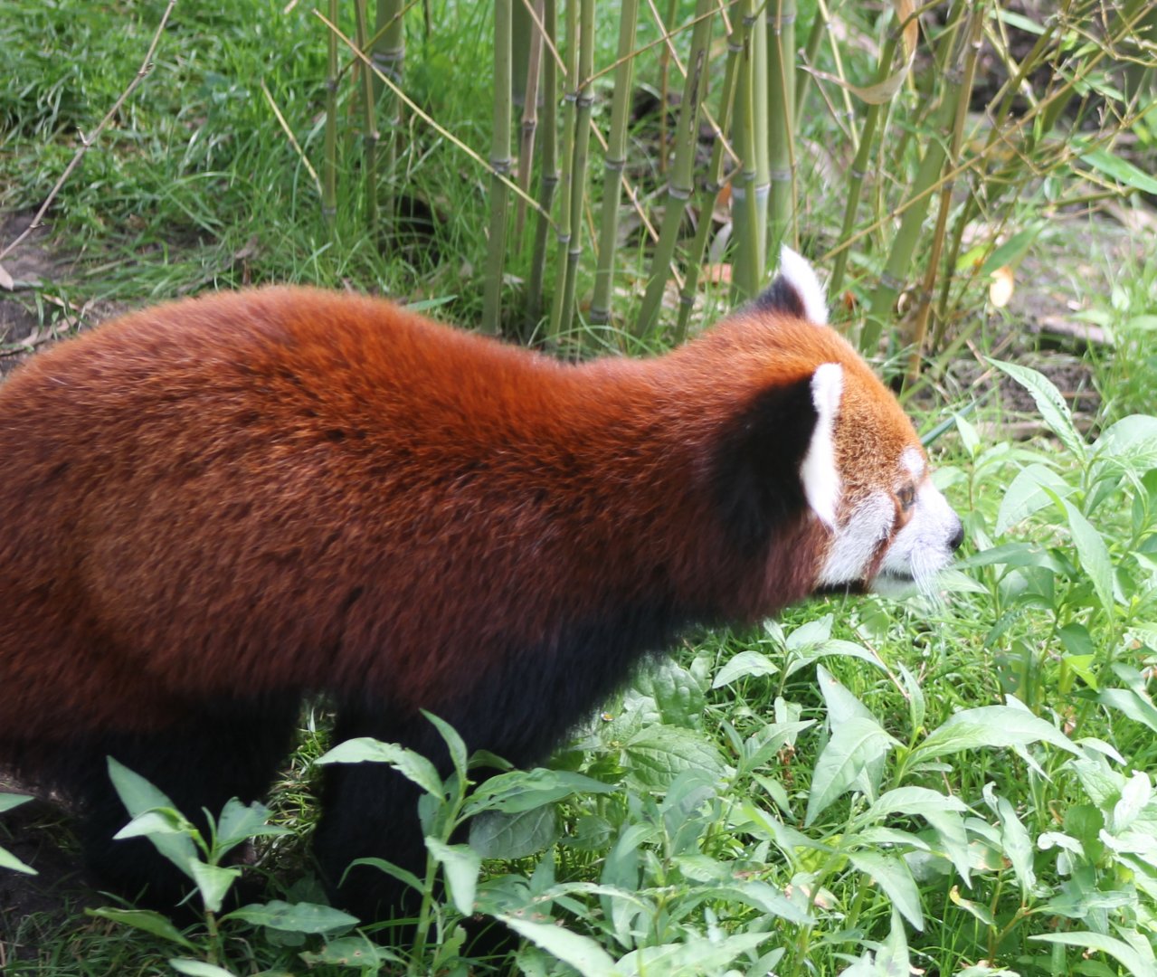 Red panda