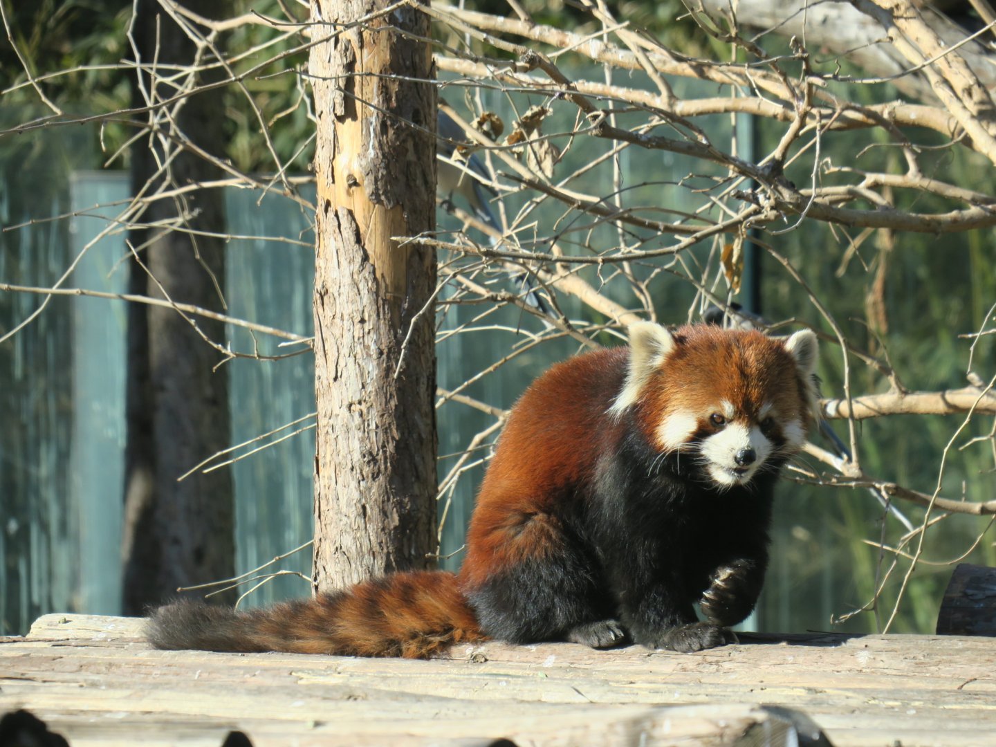 red panda