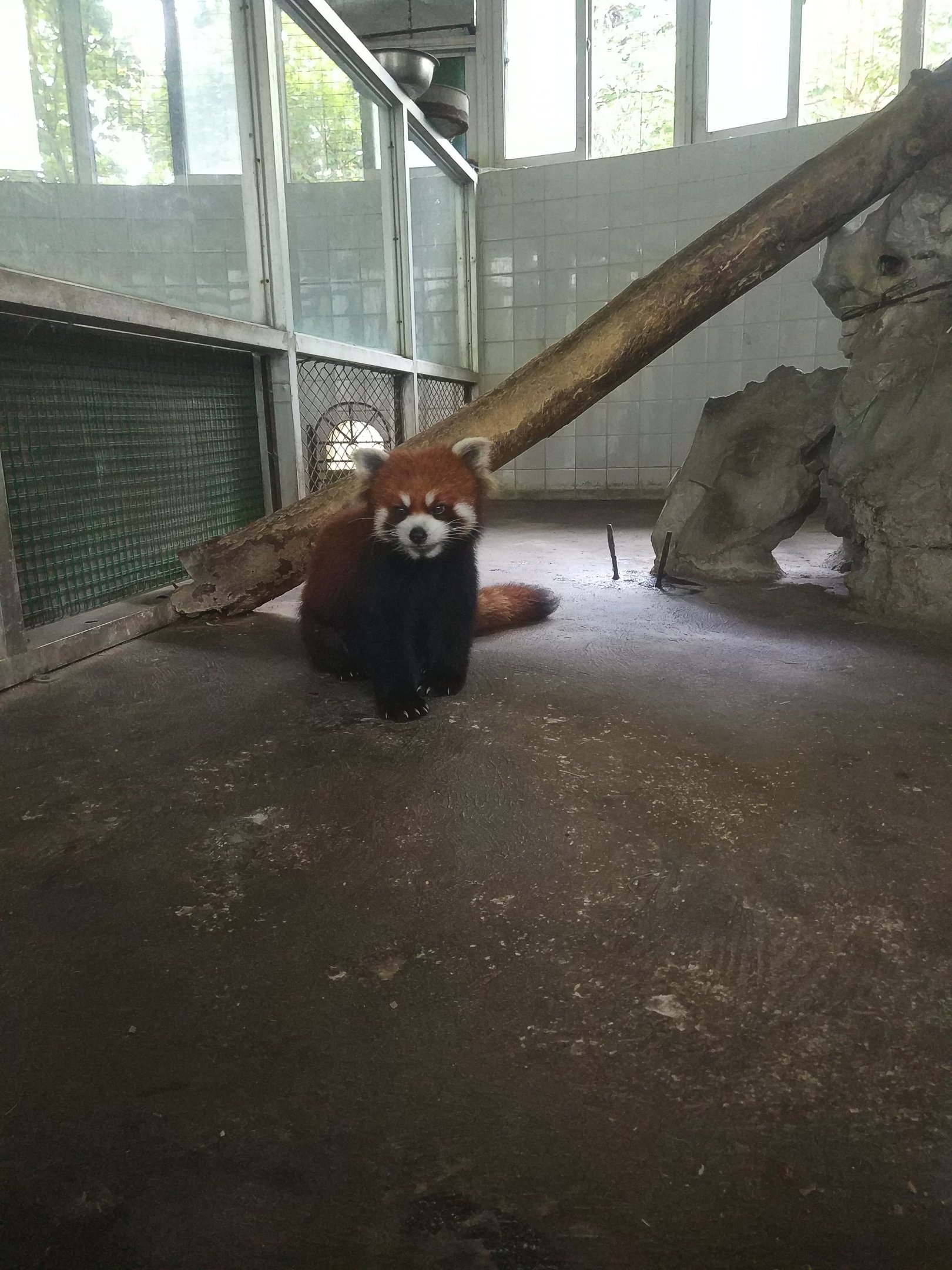 Red Panda