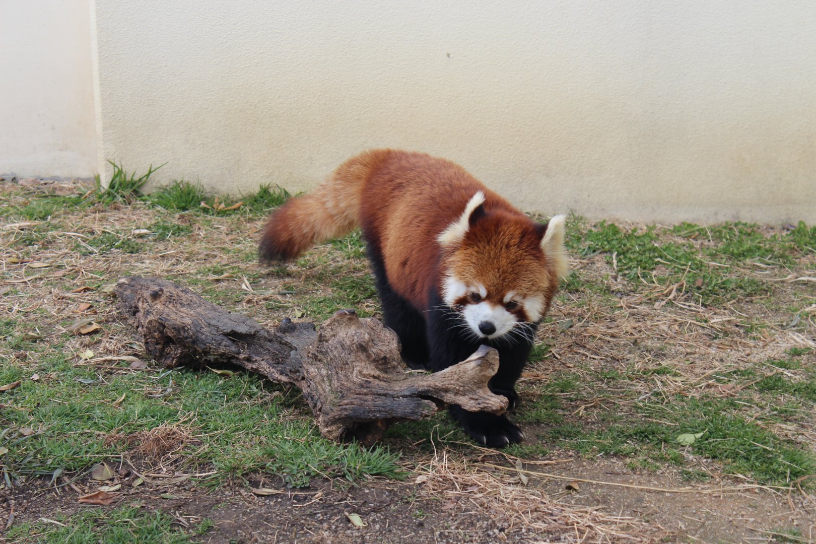 Red panda