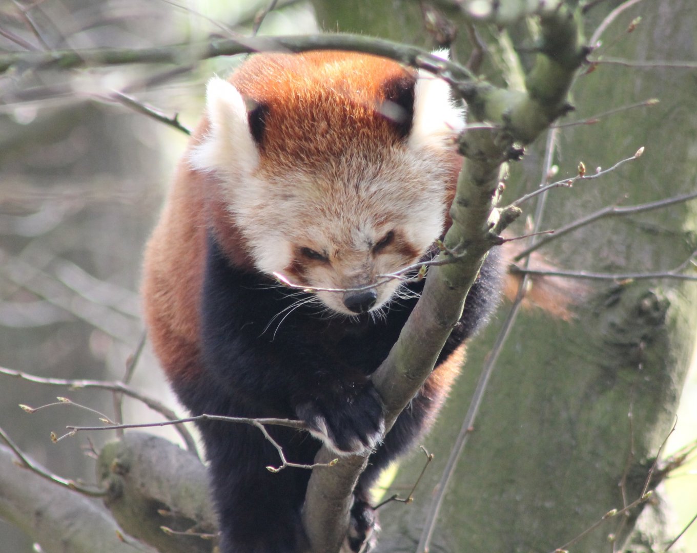 Red panda