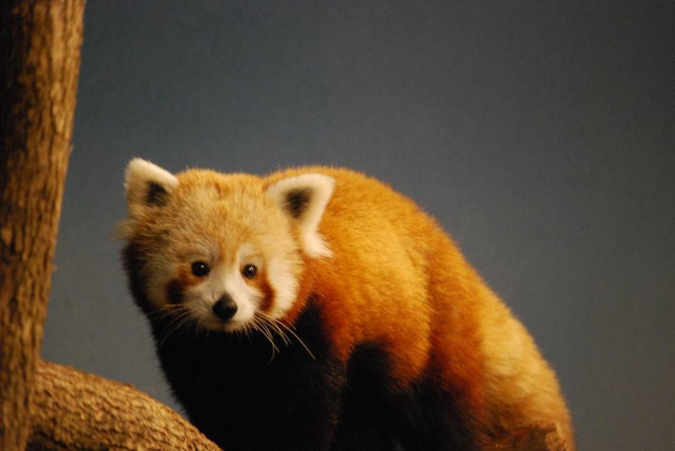 Red Panda