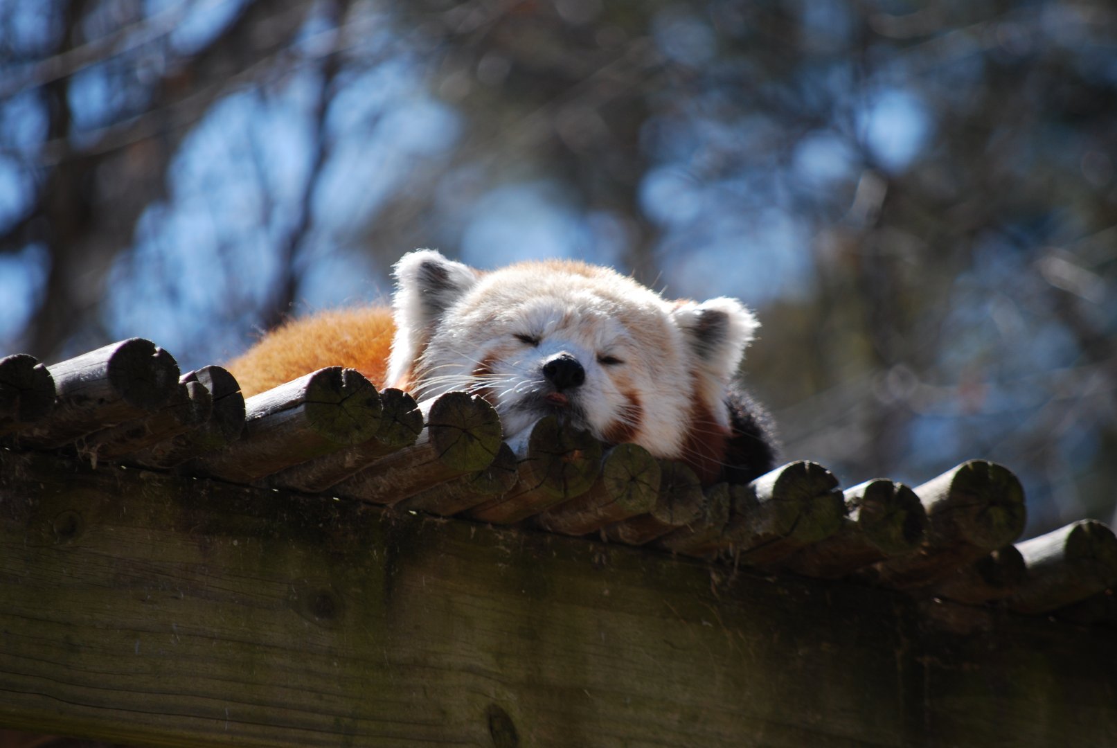 Red Panda