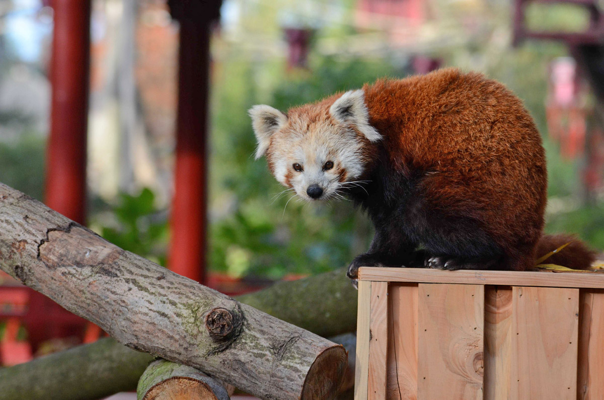 Red Panda