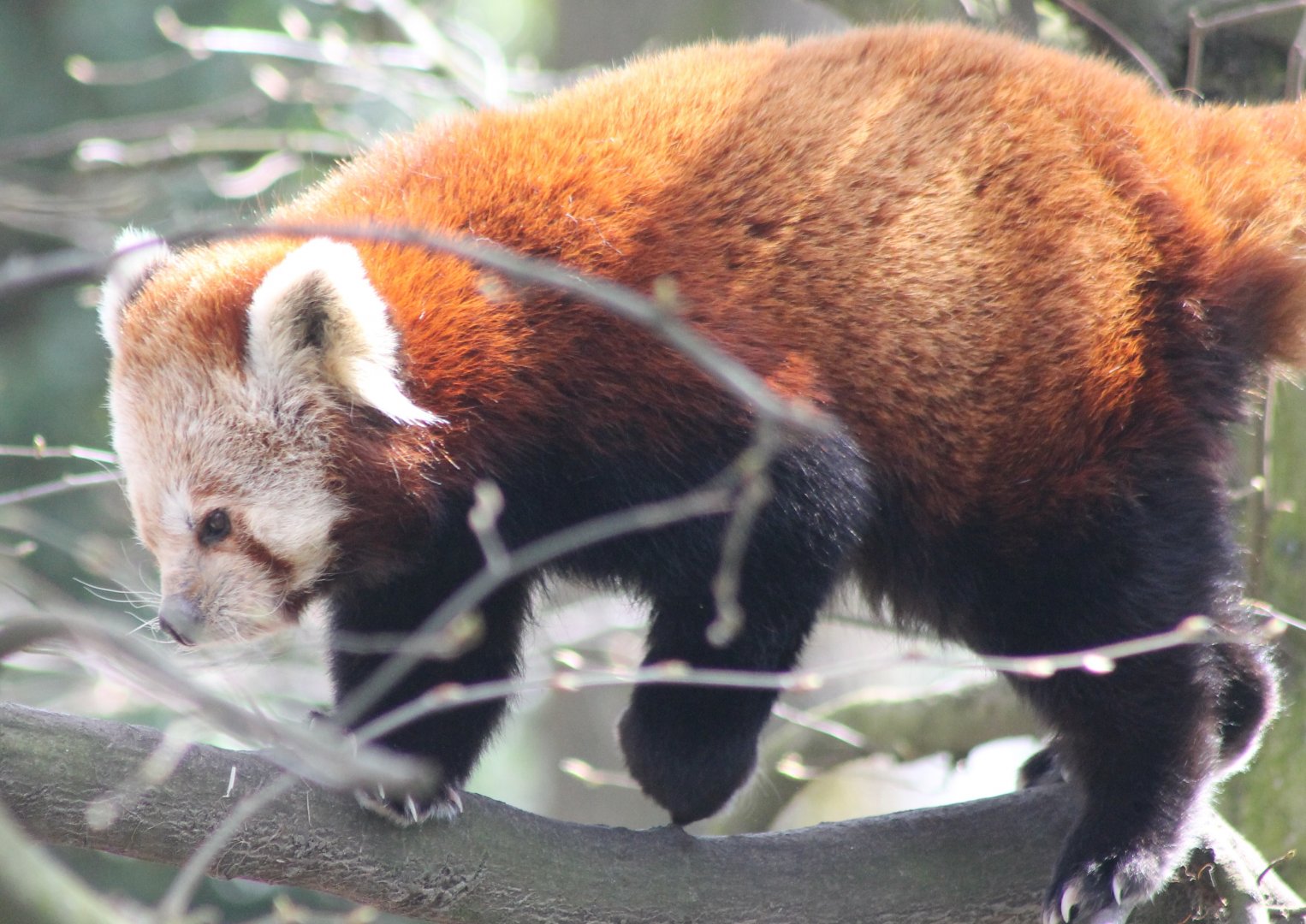 Red panda
