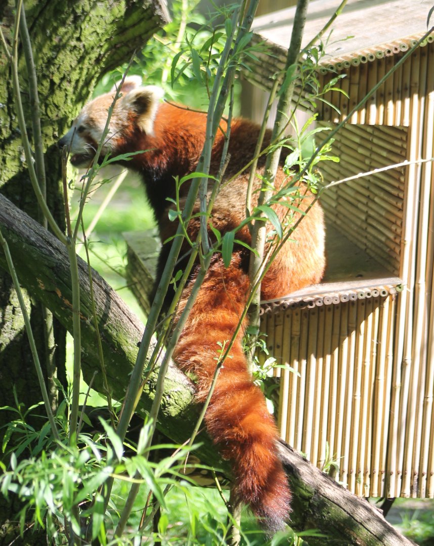 Red panda