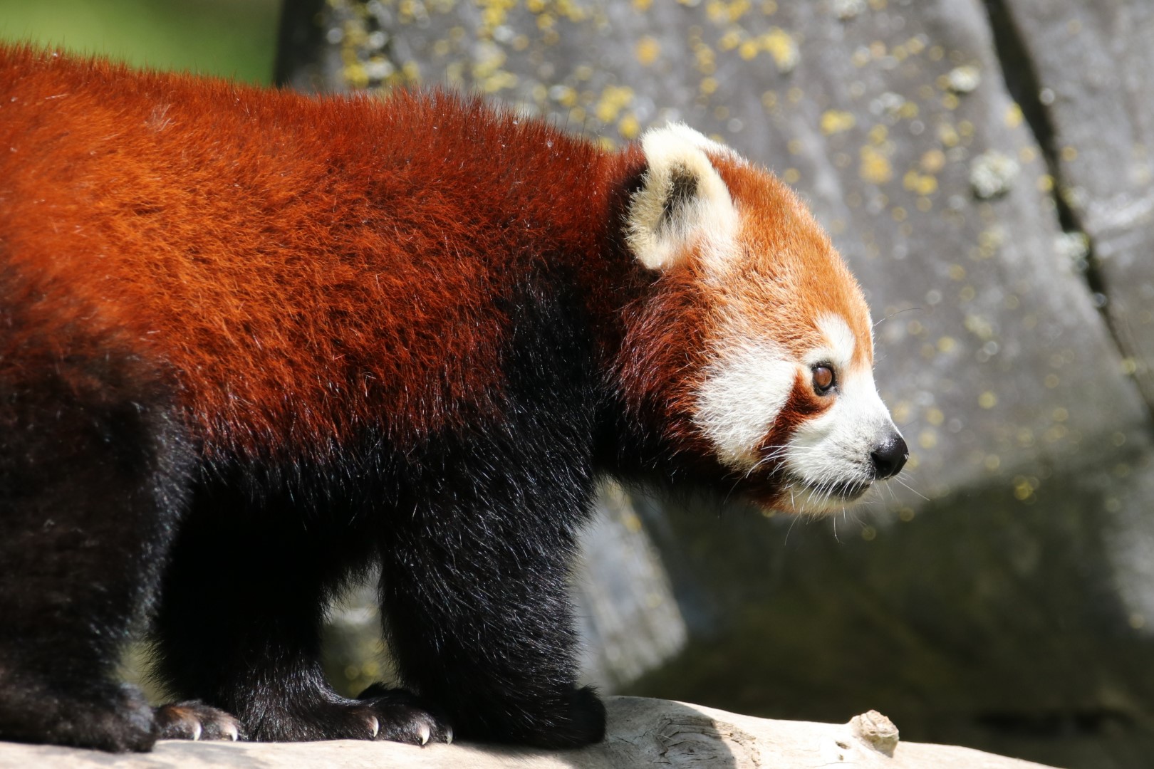 Red panda