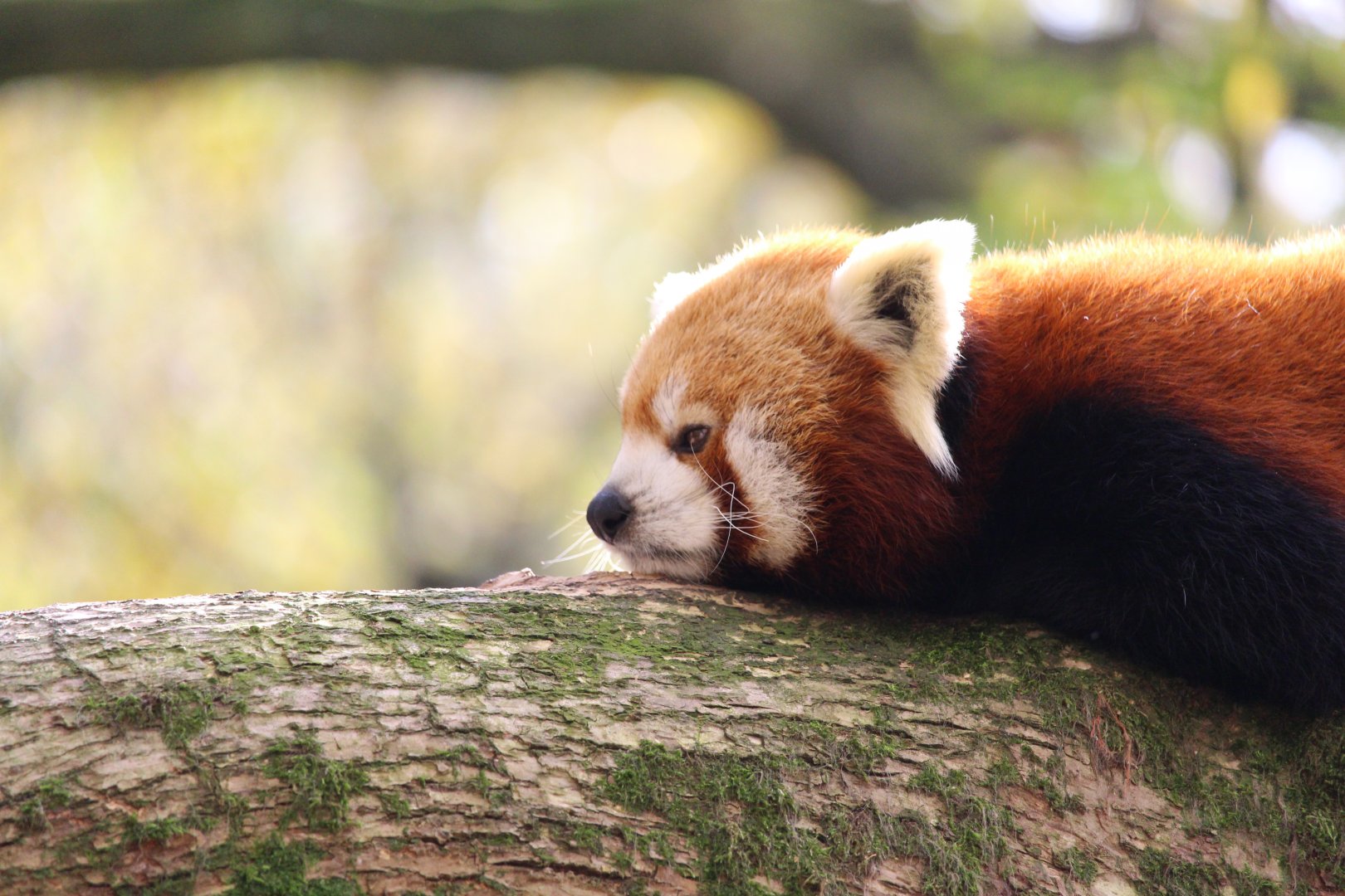 Red panda