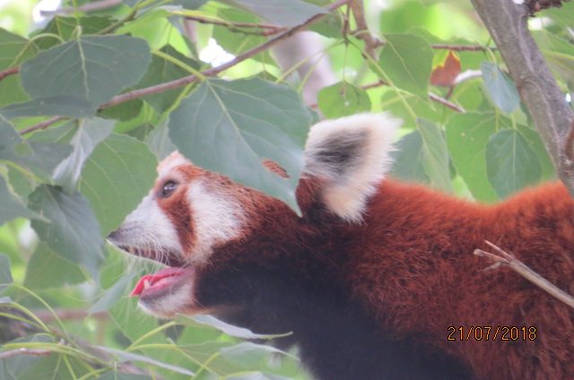 Red Panda
