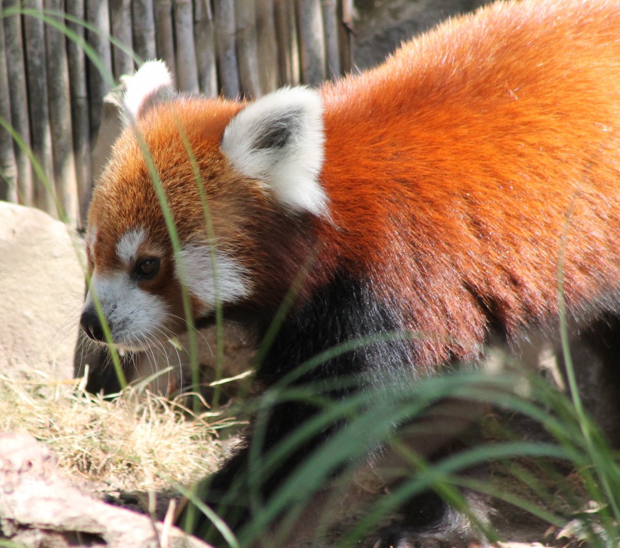 Red panda
