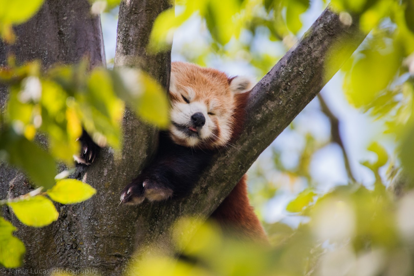 Red Panda