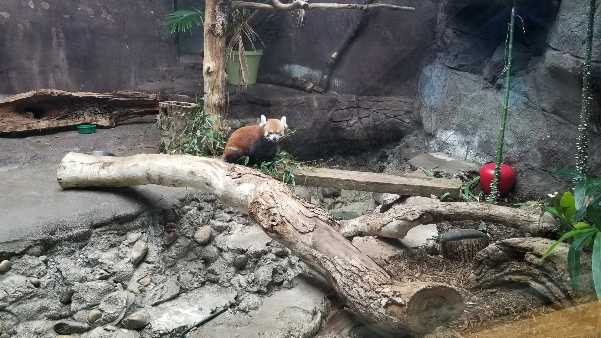 Red Panda