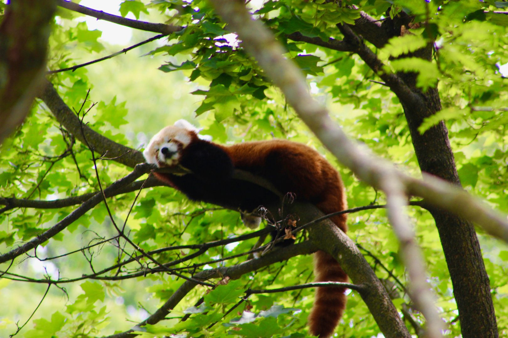 Red Panda