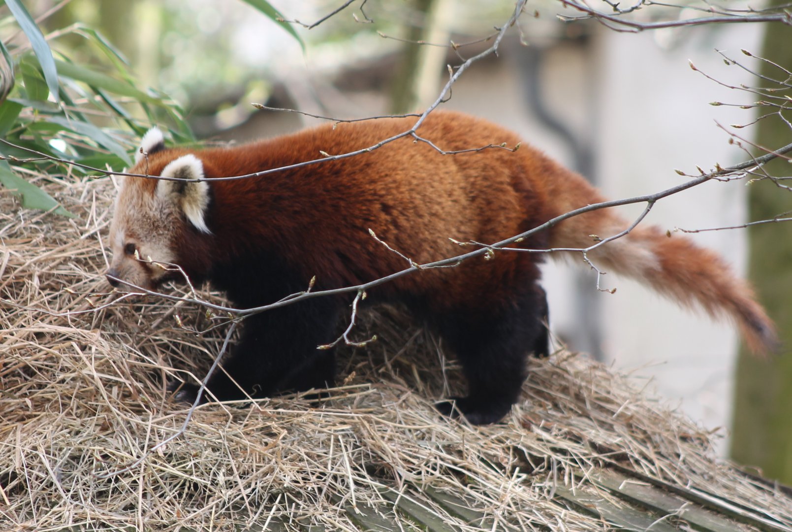 Red panda