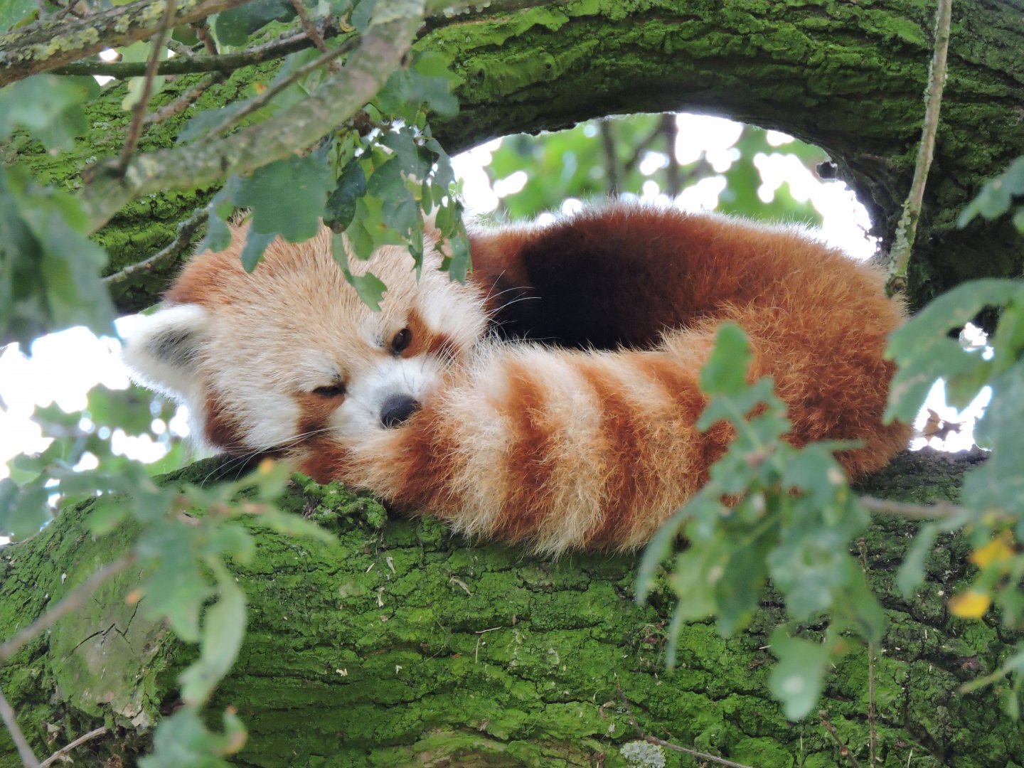 Red Panda