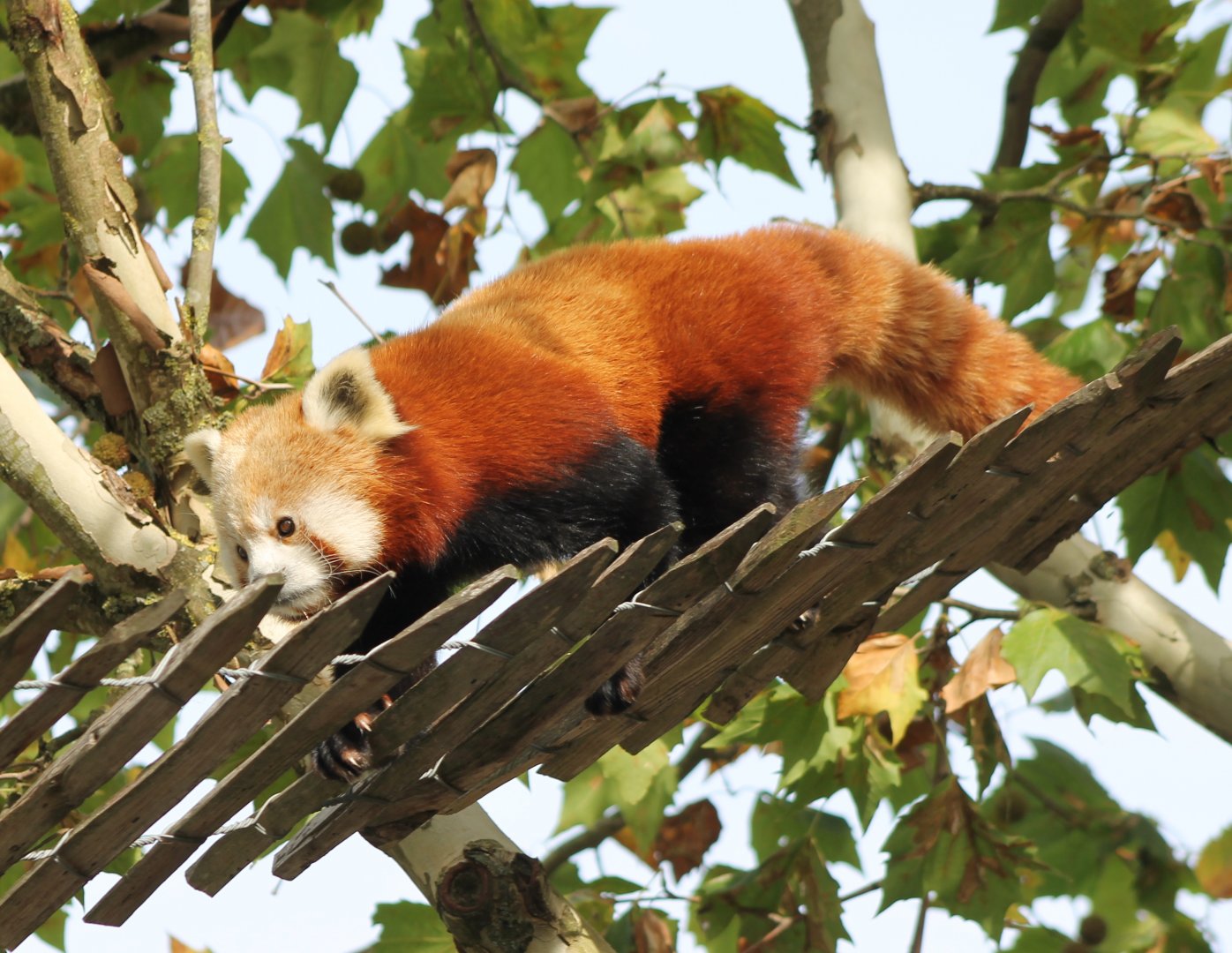 Red panda
