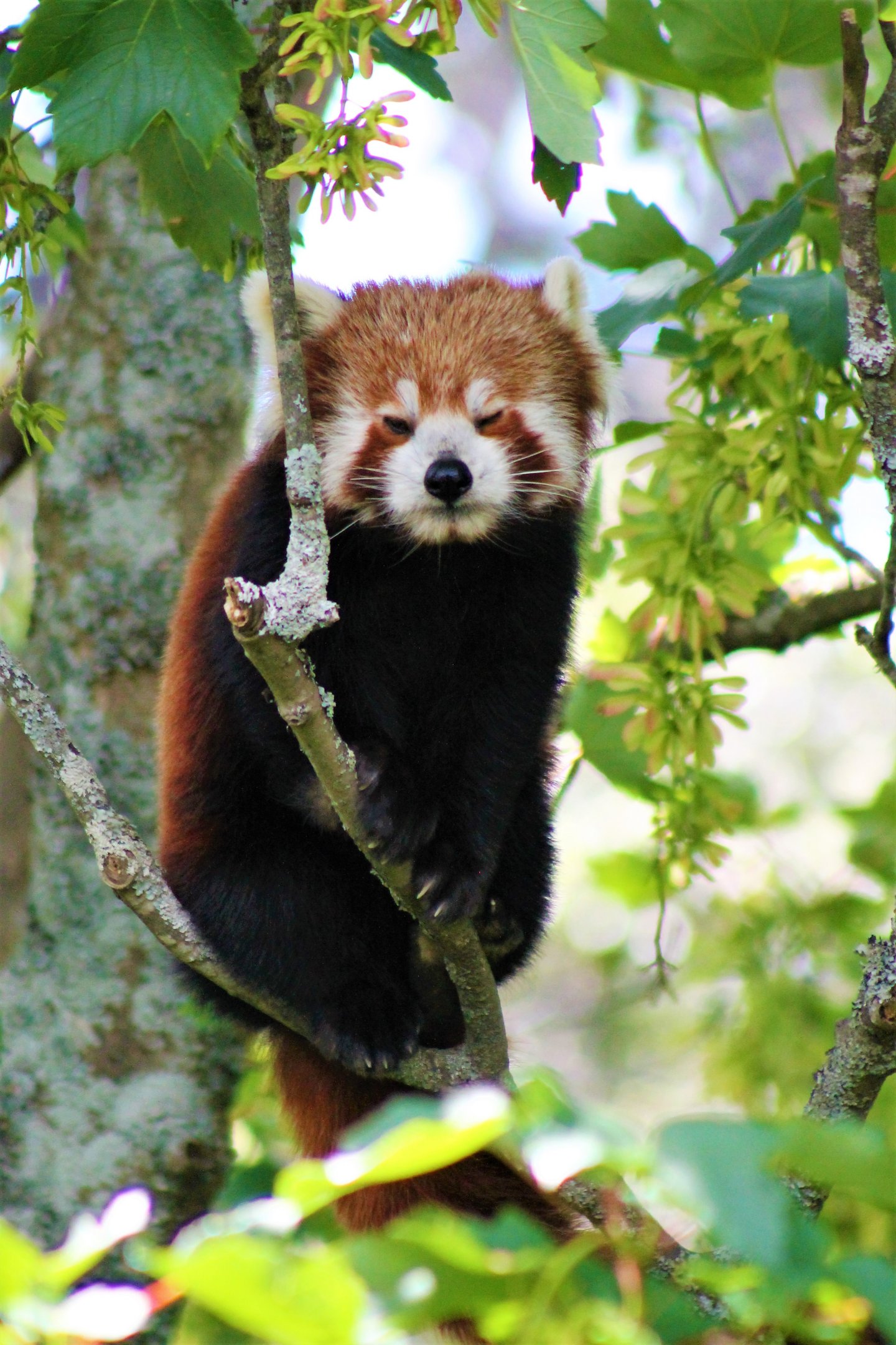 Red Panda