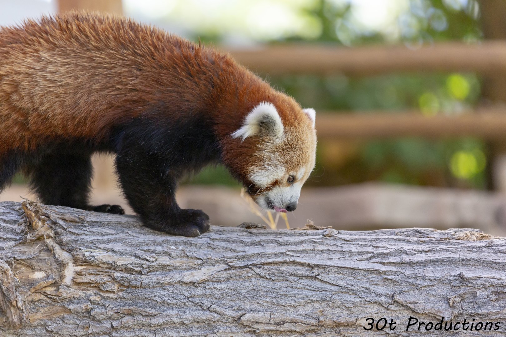 Red Panda