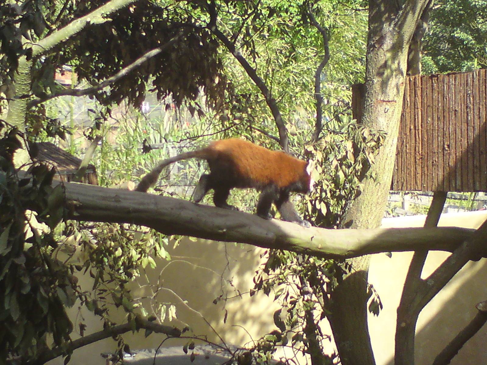 Red panda