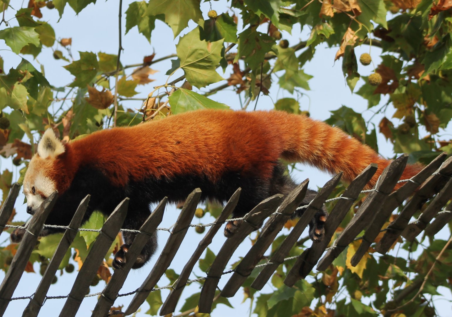 Red panda