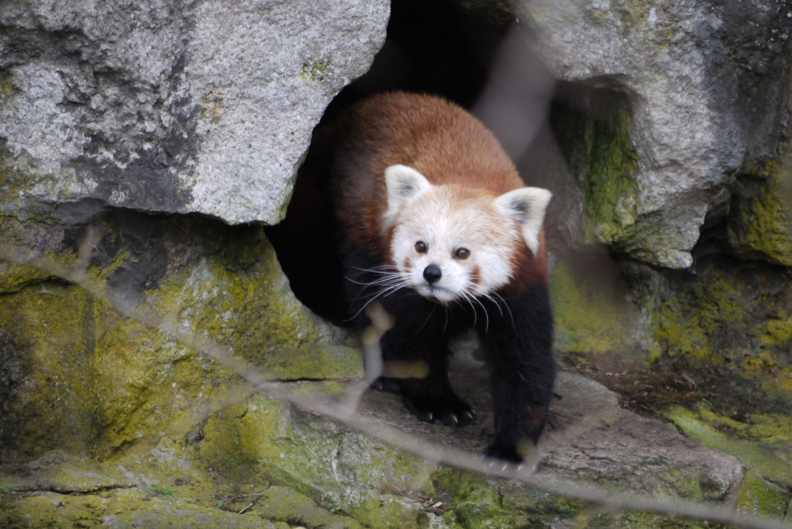 Red Panda
