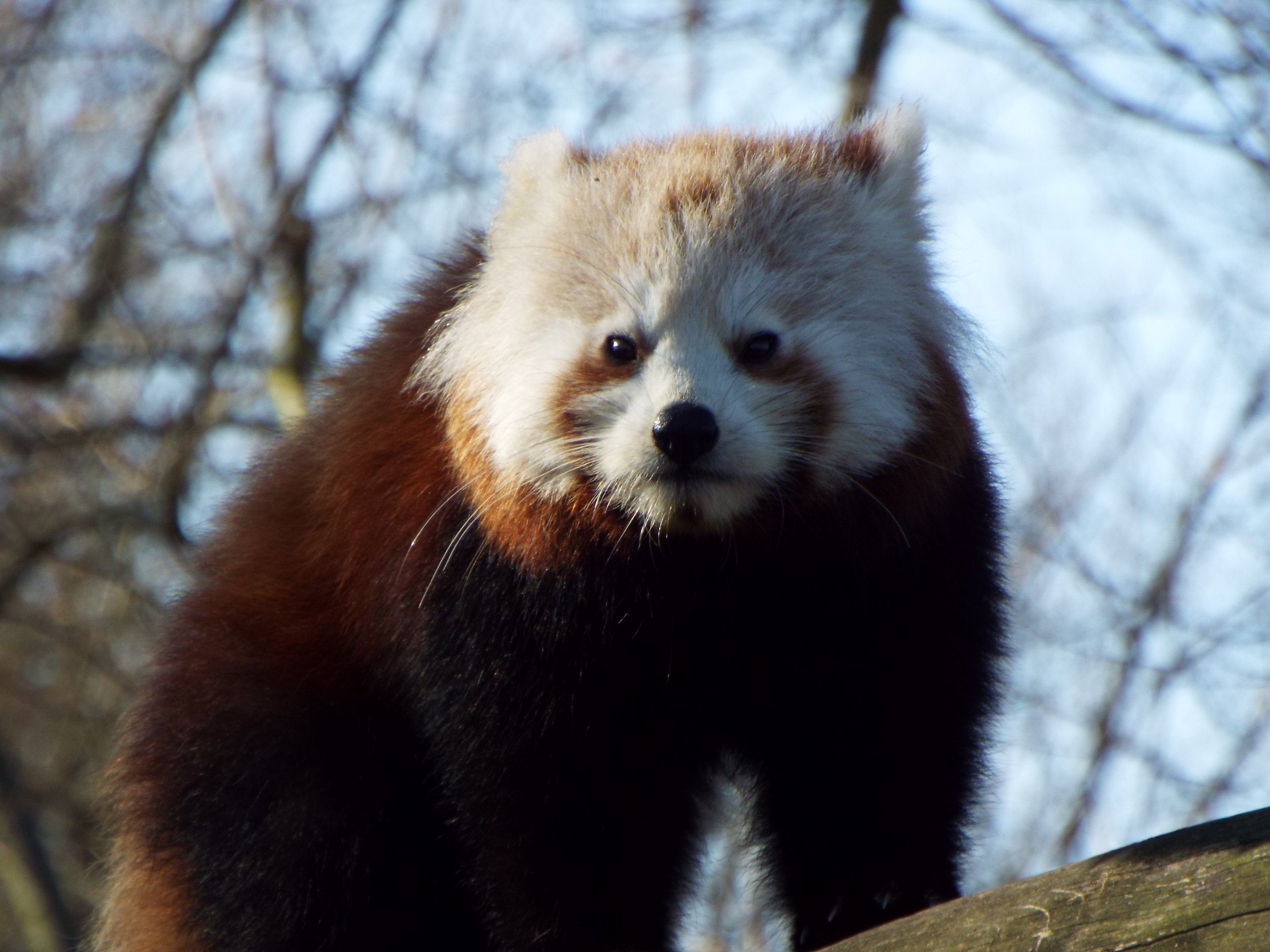 Red Panda