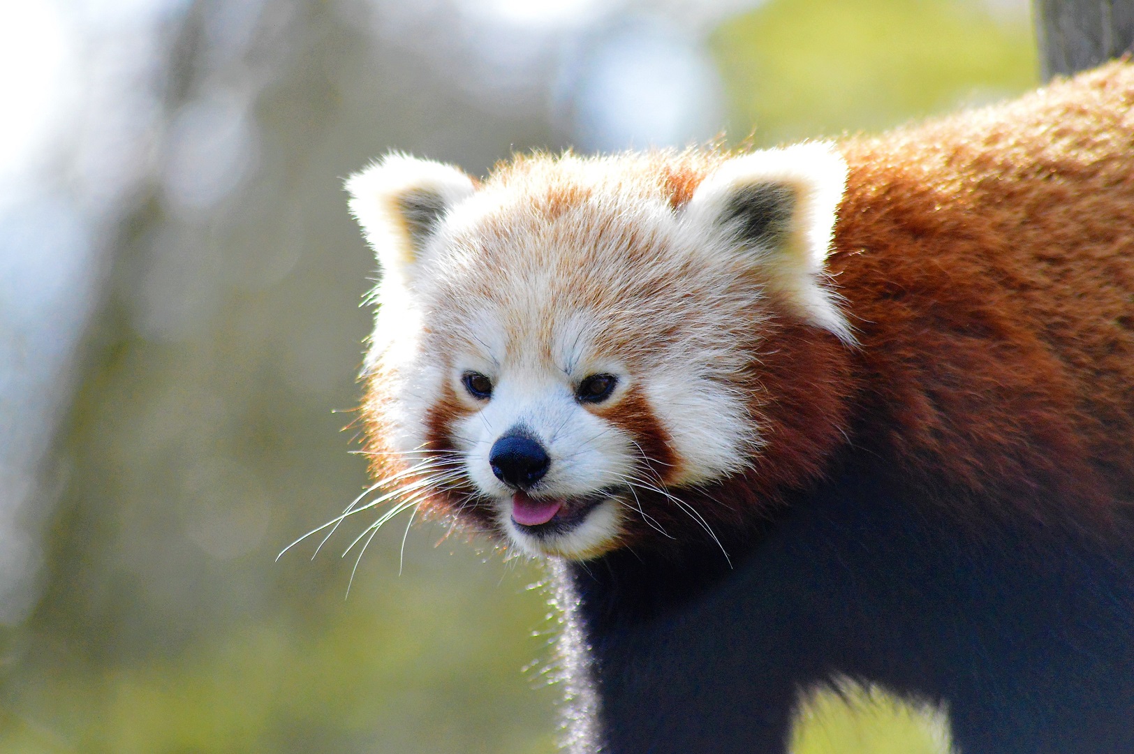 Red panda