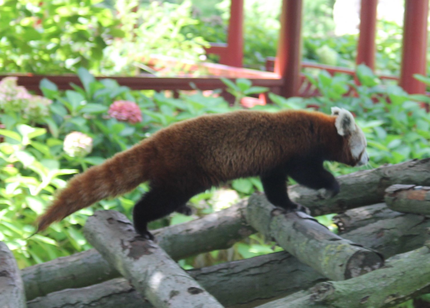 Red panda