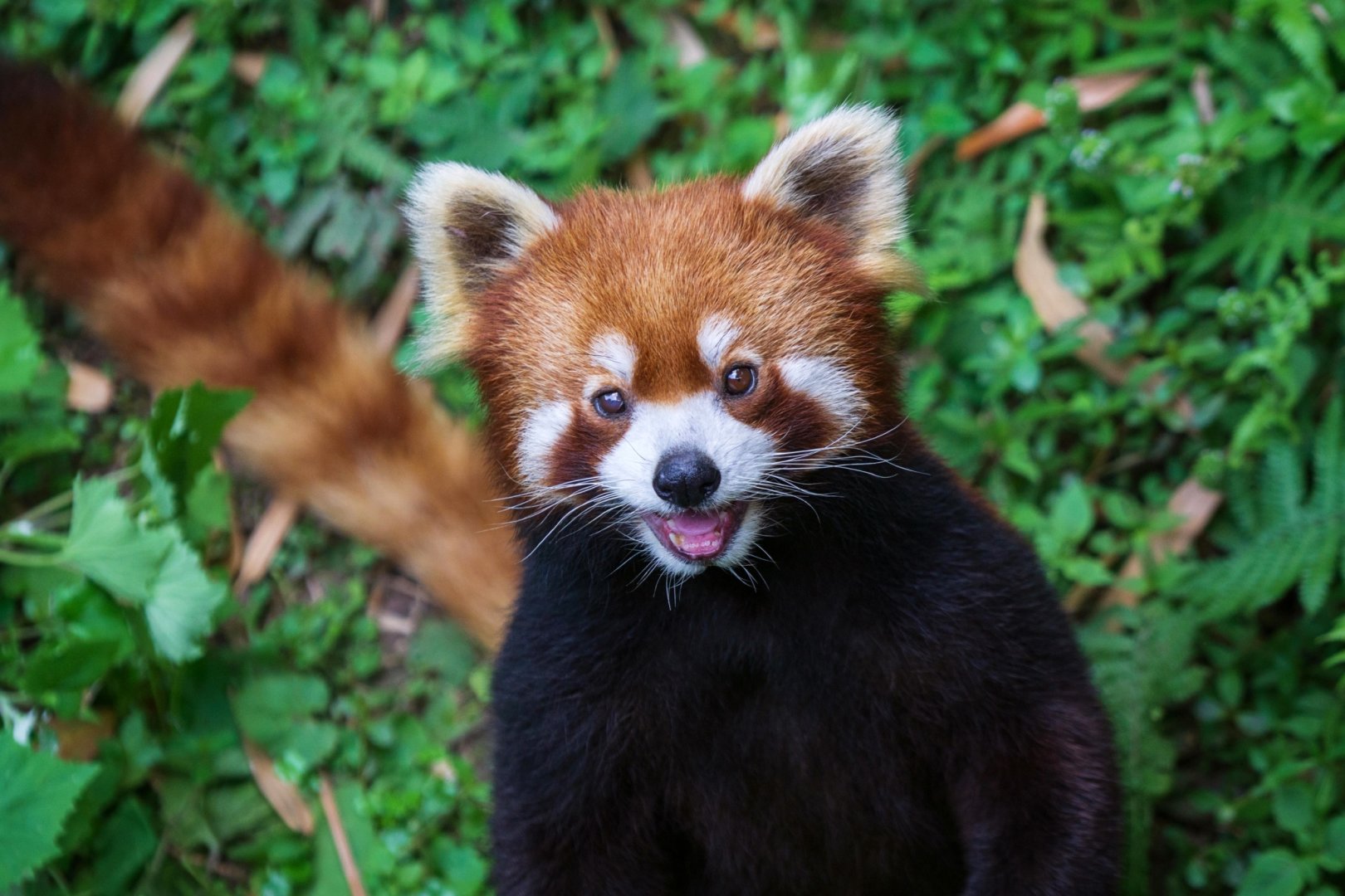 Red panda