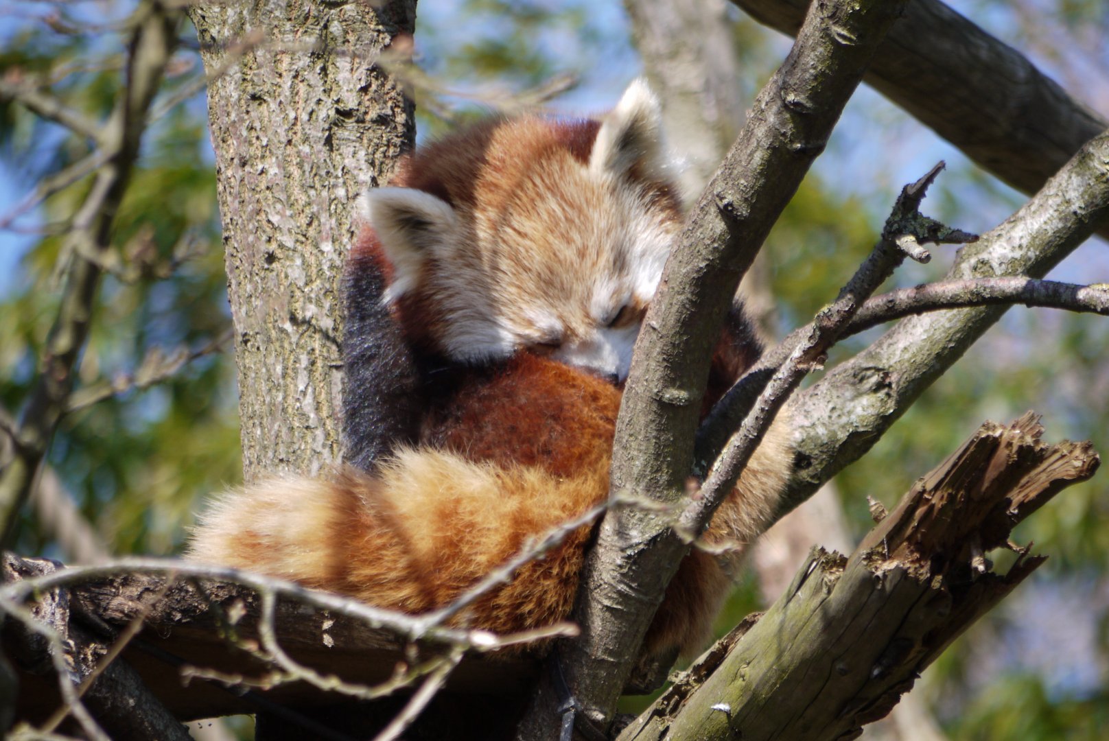 Red Panda