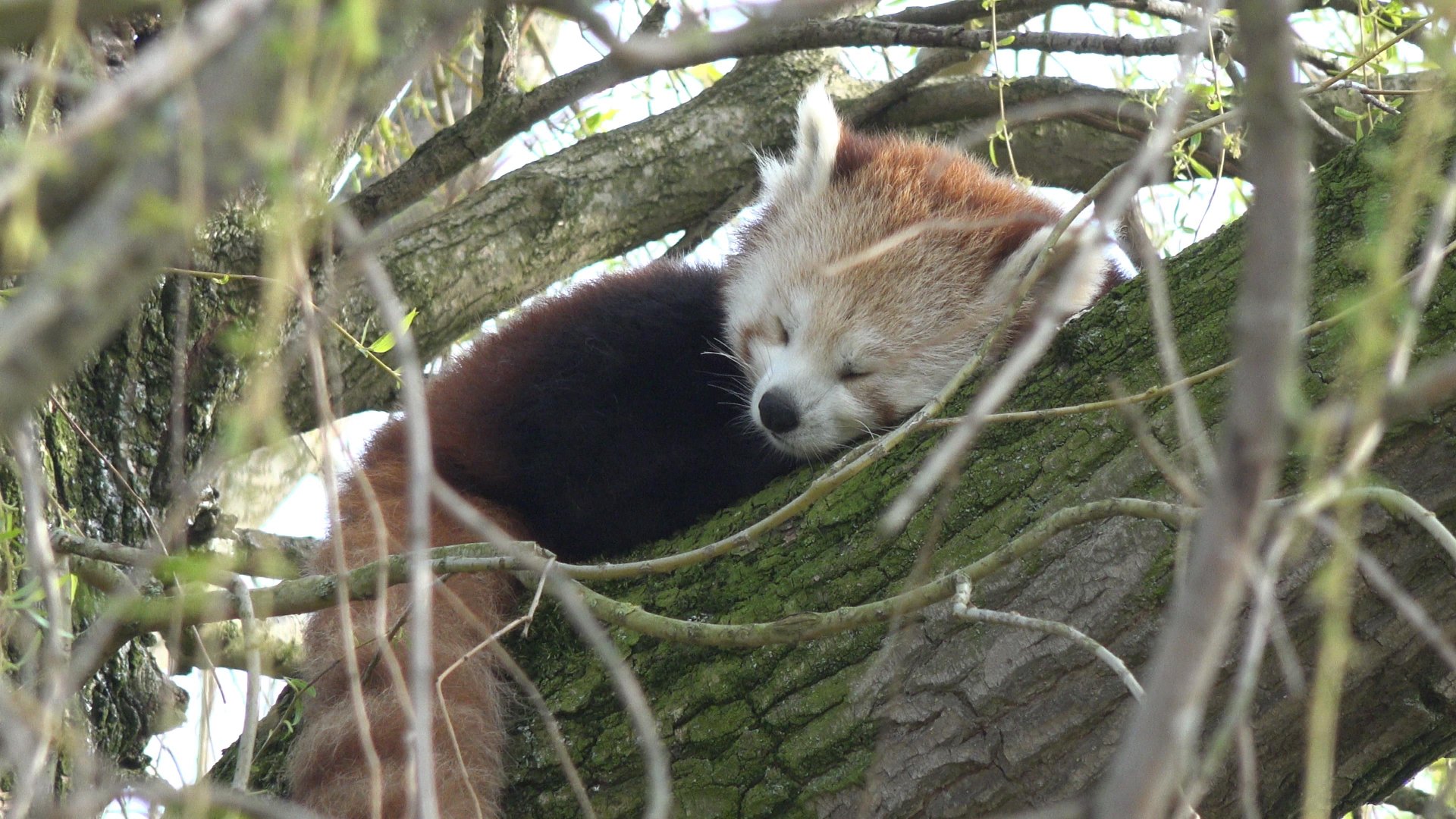 Red Panda