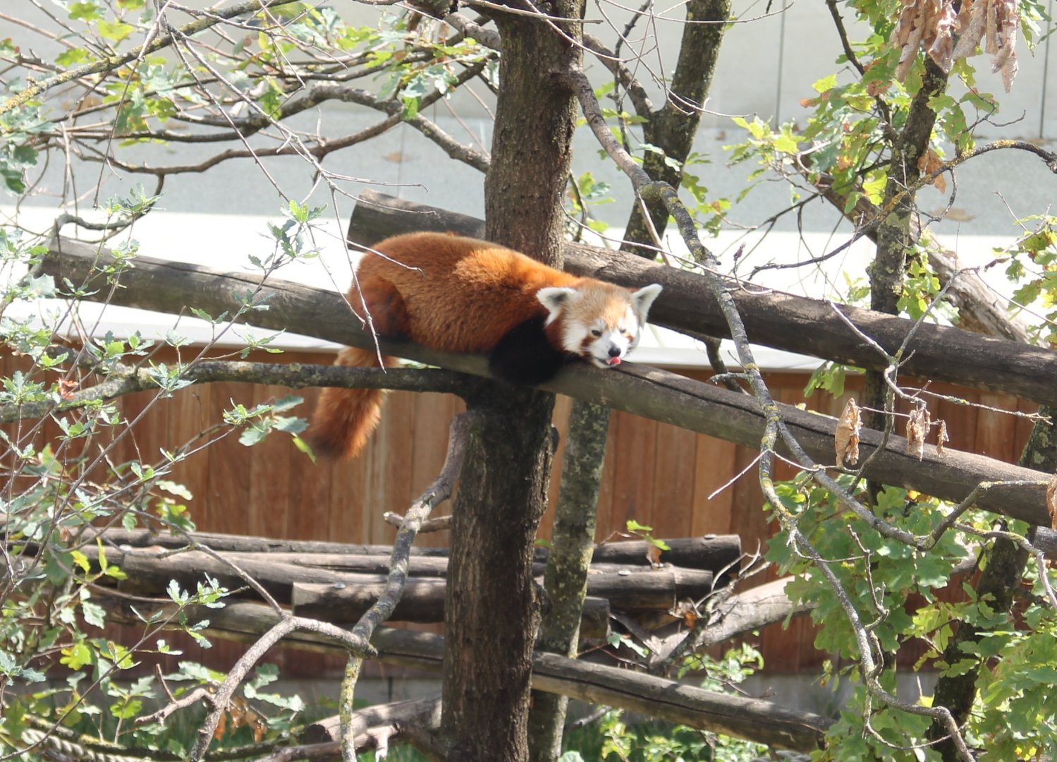 Red panda