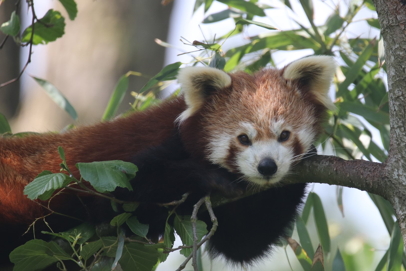 Red panda