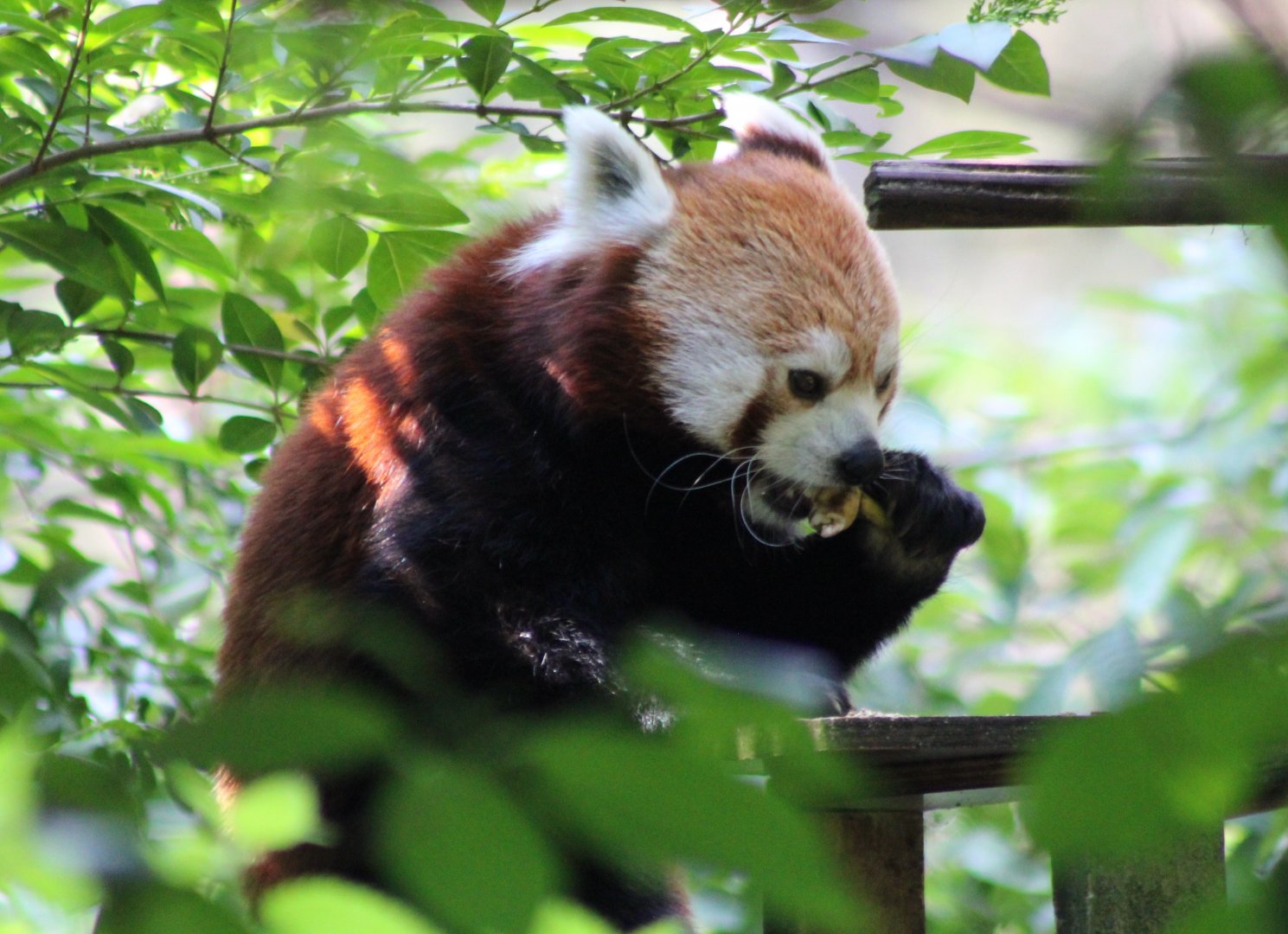 Red panda