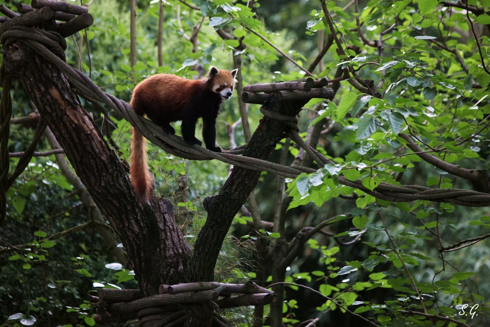 Red panda