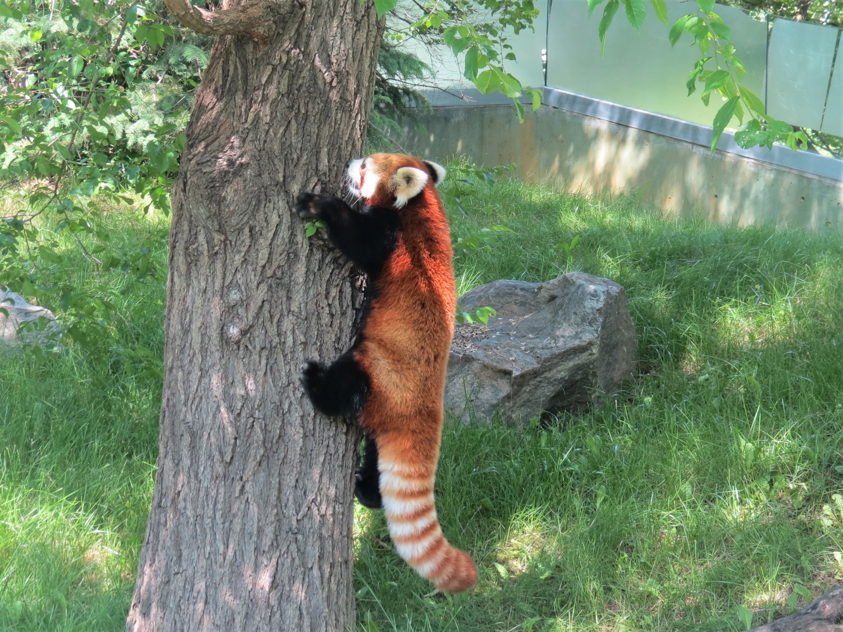 Red Panda
