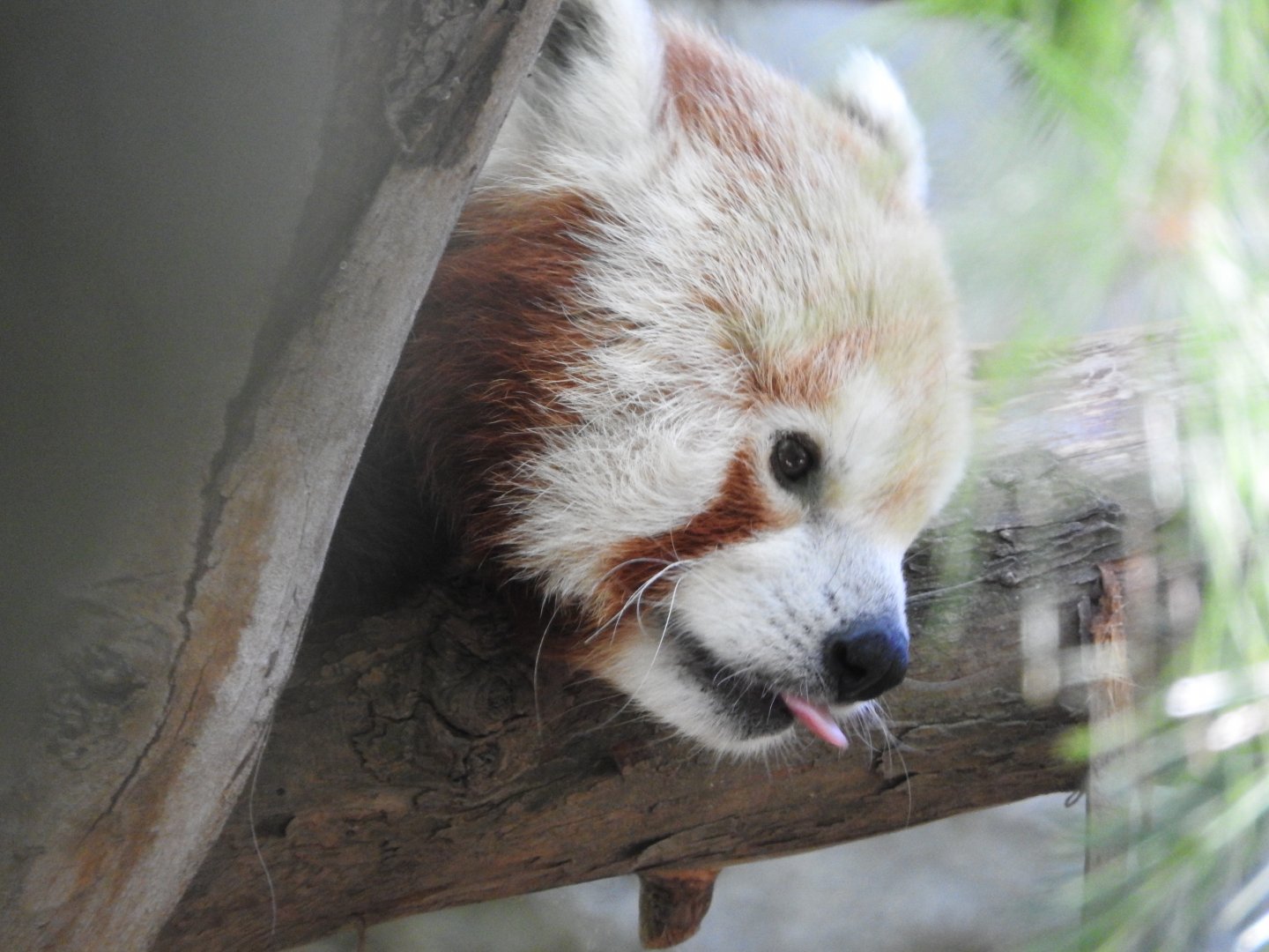 Red Panda