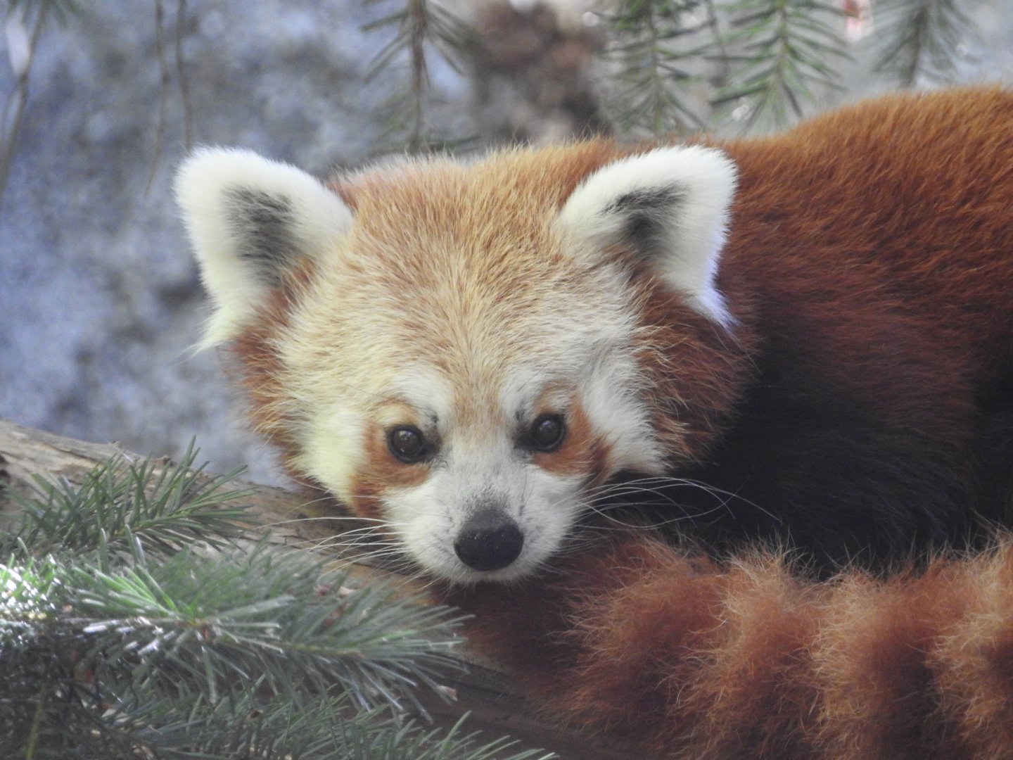 Red Panda