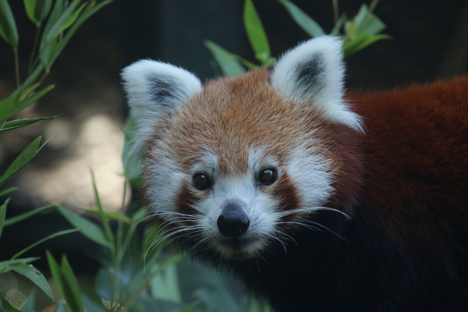 Red panda