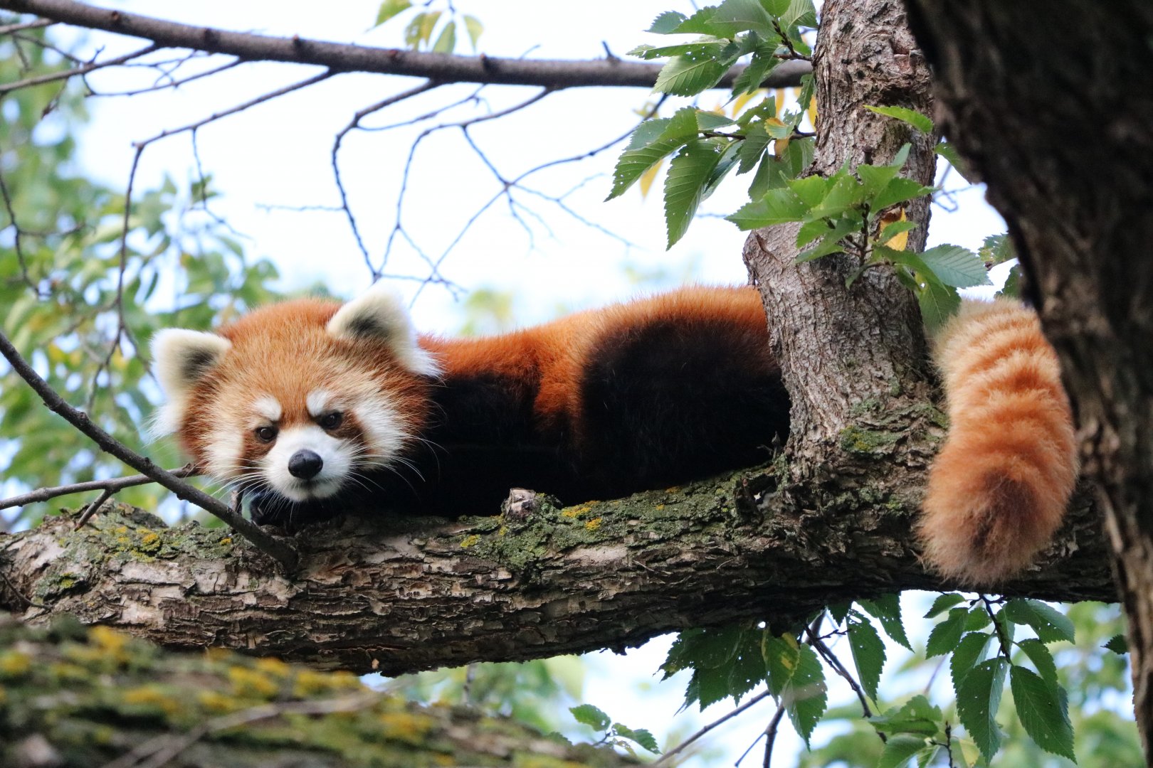 Red Panda