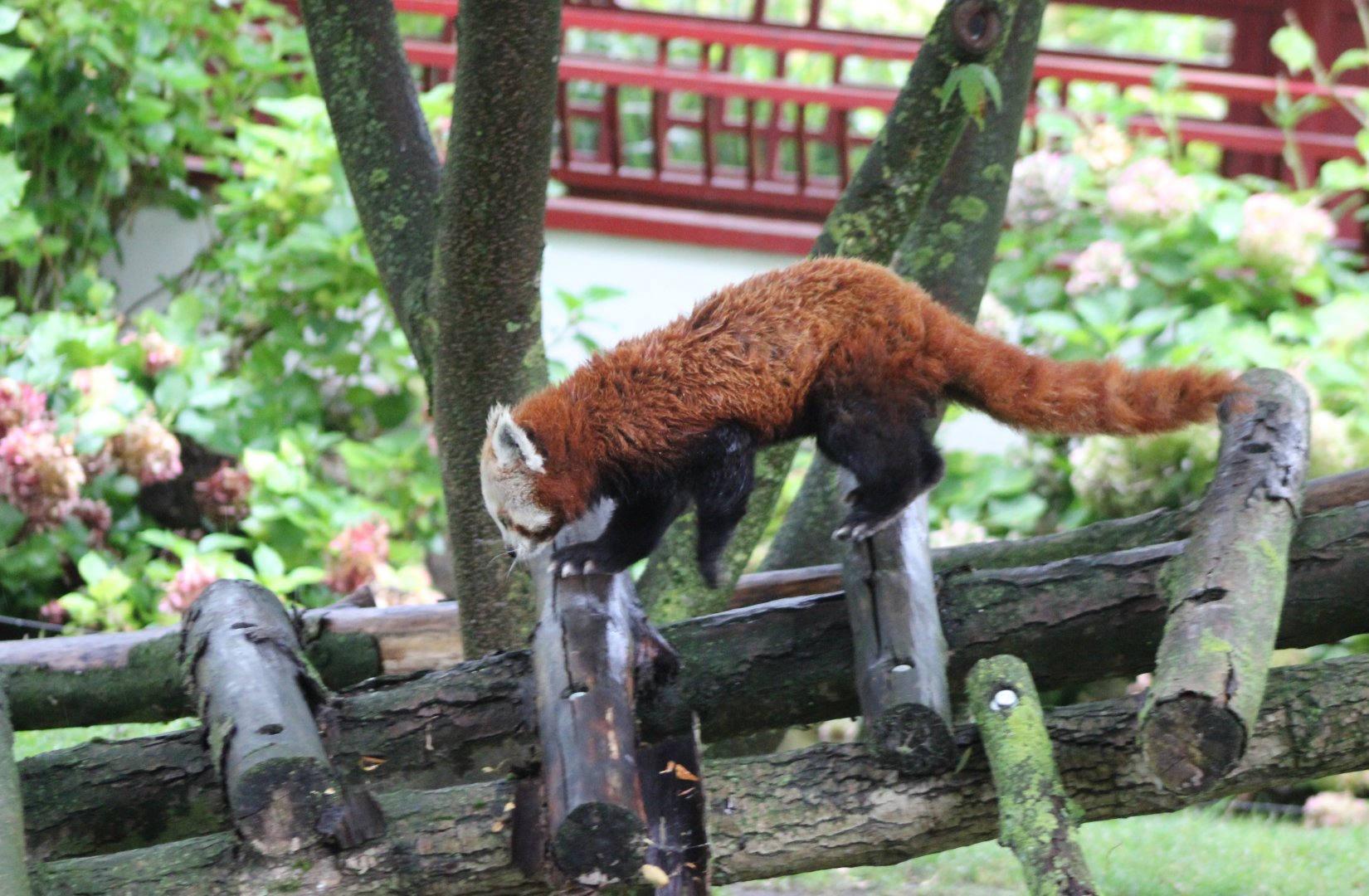 Red panda