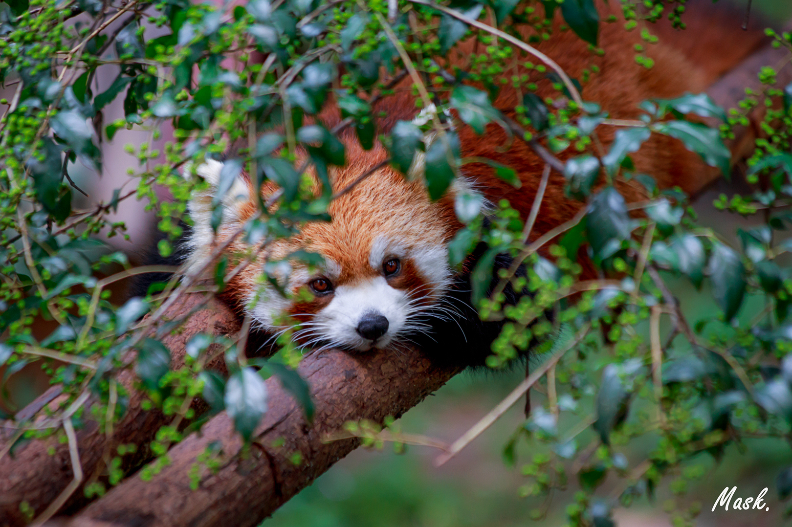 Red panda